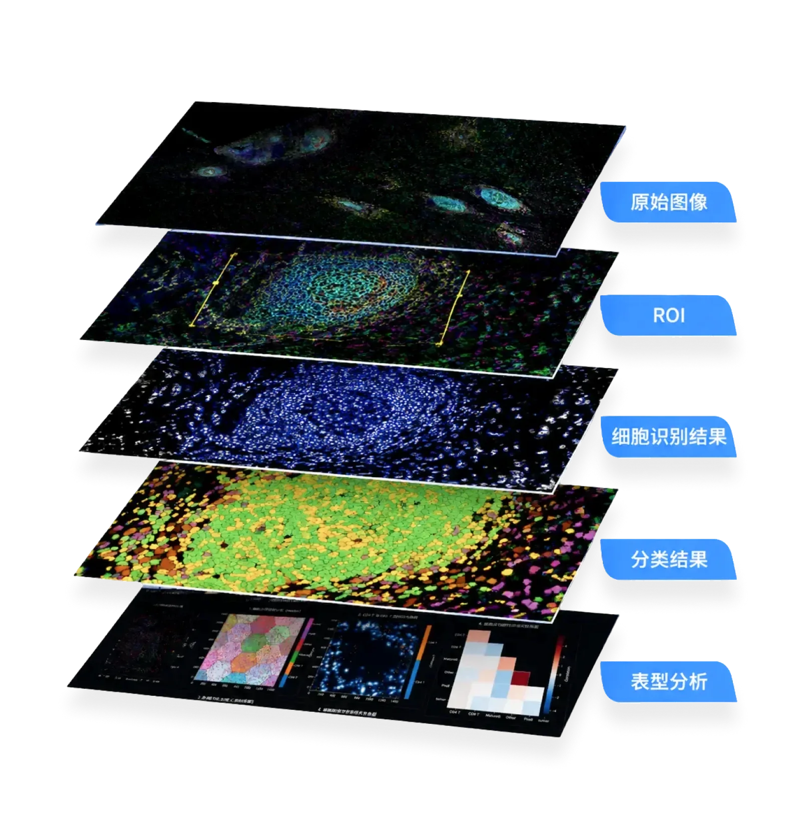 From raw image to phenotype analysis